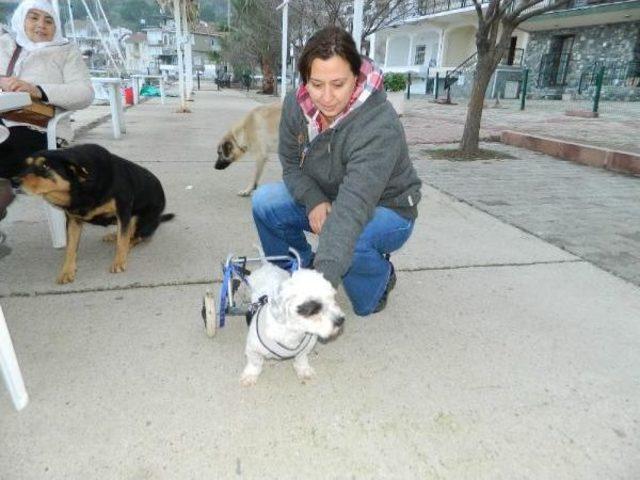  oğlum  Adli K&ouml;pek Pazar Arabasi Tekerleriyle Yeniden Y&uuml;r&uuml;meye Başladi 2