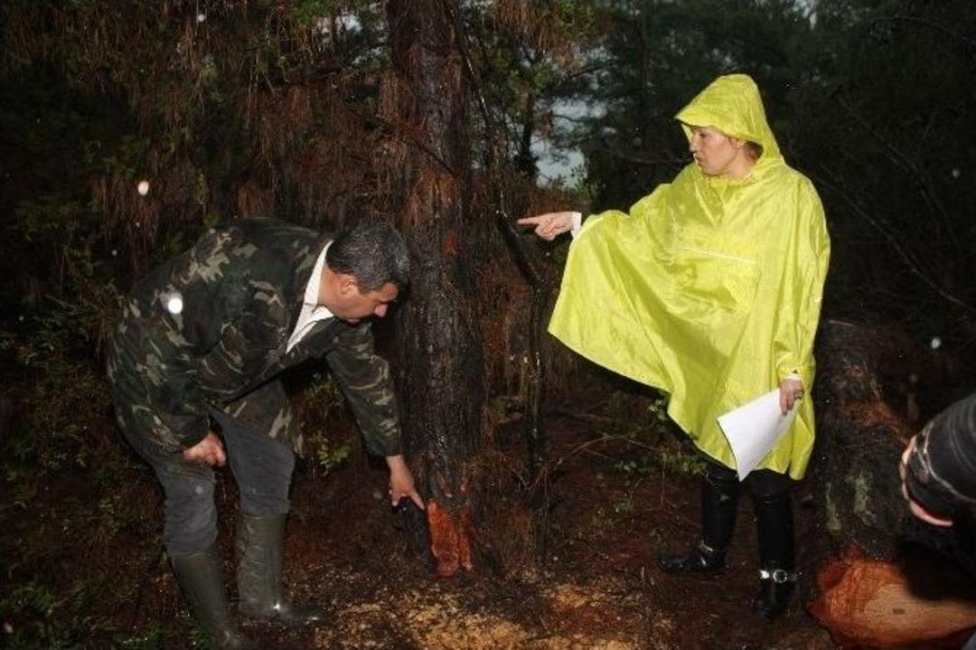 Urla Ovacık K&ouml;y&uuml;&rsquo;nde &rsquo;ağa&ccedil; N&ouml;beti&rsquo;