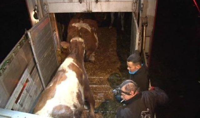 Dorsede Tepişen İnekler, Tir'a Kaza Yaptirdi