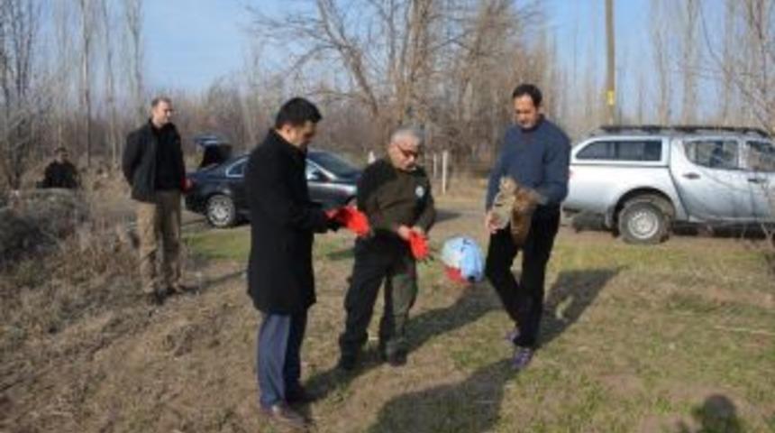 Orman Baykuşu Doğaya Salındı