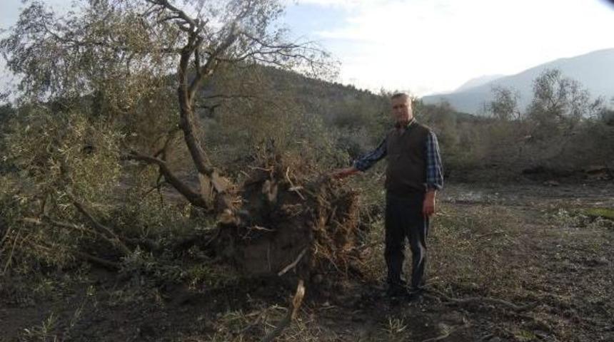 Yırca'da Katledilen 6 Bin 666 Zeytin Ağacını, Koruma G&ouml;revi K&ouml;yl&uuml;n&uuml;n