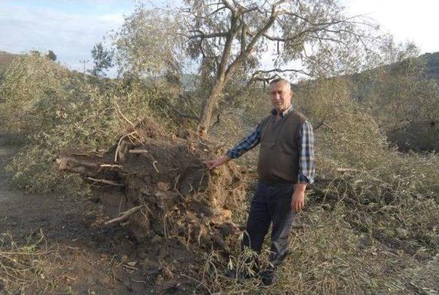 Yırca'da Katledilen 6 Bin 666 Zeytin Ağacını, Koruma Görevi Köylünün