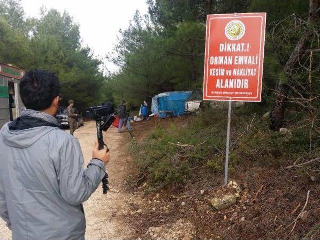 Urla'da Res İçin 95 Bin Metrekarelik Alanda, 1806 Çam Ağacı Kesilecek