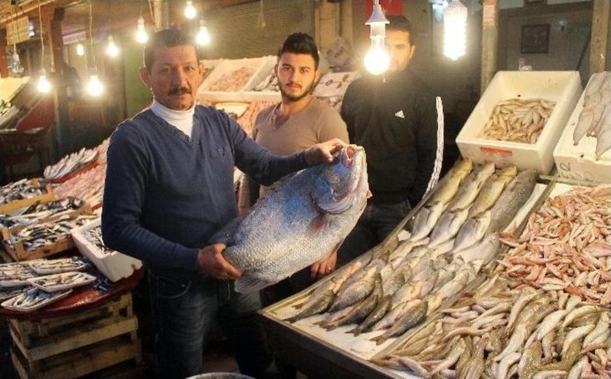 (&ouml;zel Haber) Soğuk Ve Yağmurlu Hava Balık Fiyatlarını 2 Kat Artırdı