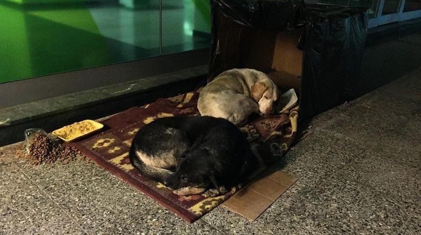 Banka &Ouml;n&uuml;nde Sokak K&ouml;pekleri İ&ccedil;in Sıcak Yuva