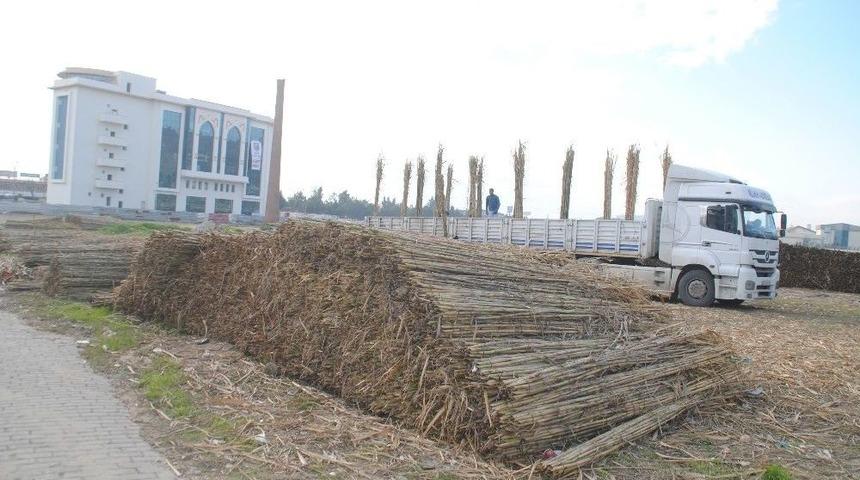 Kargı, Aydın&rsquo;da Yaşayan Romanların Ekmek Kaynağı Oldu