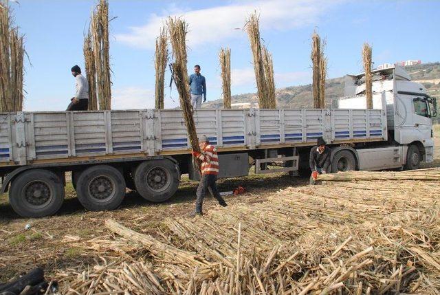 Kargı, Aydın’da Yaşayan Romanların Ekmek Kaynağı Oldu