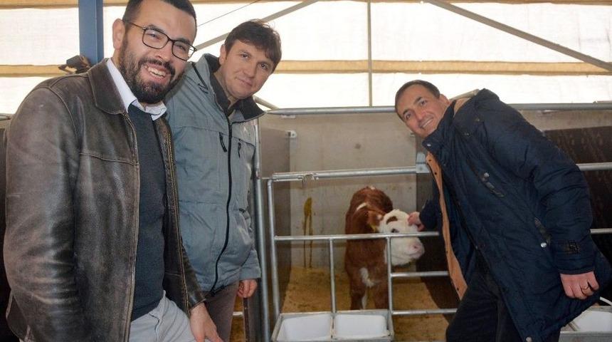 (&ouml;zel) Kırmızı Ette İthalatın &Ouml;n&uuml;ne Embriyo Transferi İle Ge&ccedil;ilecek