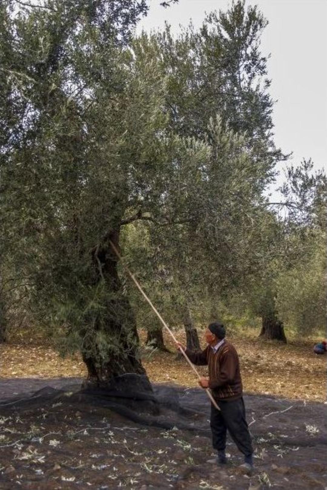 Zeytincilere Makineli Hasat &Ccedil;ağrısı