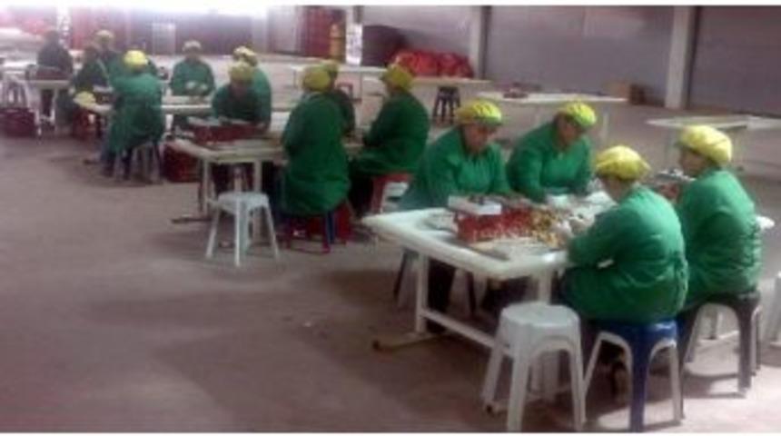 Aydın İşkur Kadınları Meslek Sahibi Yapacak