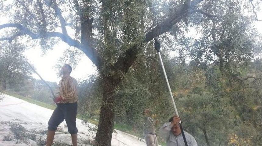 Zeytin &Uuml;reticisi Teknolojiye Ayak Uydurdu, Maliyet Y&uuml;zde 25 D&uuml;şt&uuml;