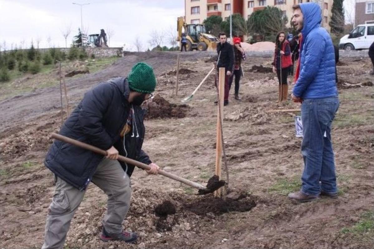 319 Maden Şehidi Anısına 319 Fidan
