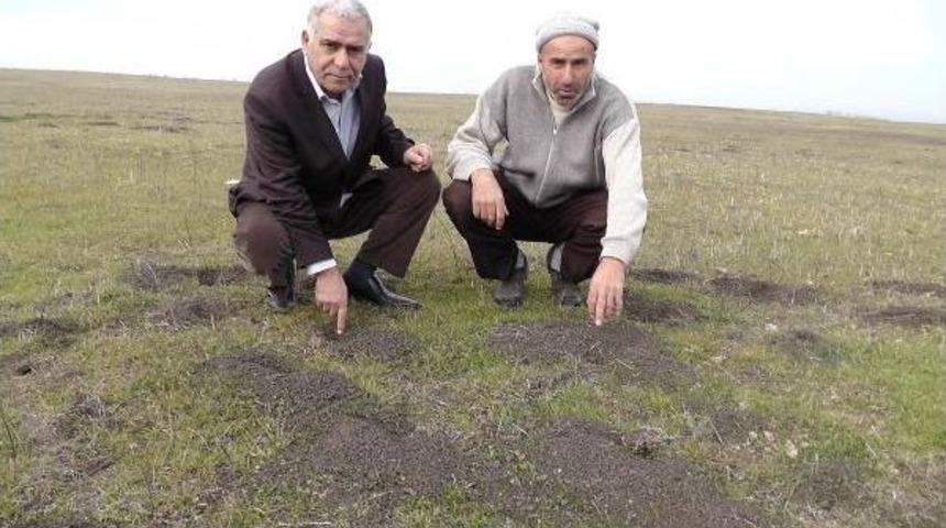 Muş'ta Tarlaları Fareler Bastı