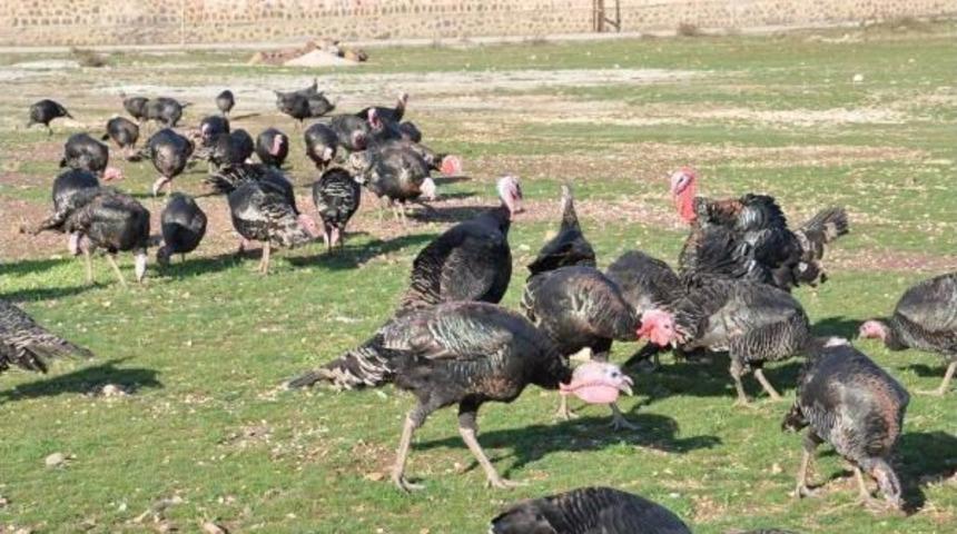 İslahiye'de Yılbaşı Hindileri Satışa &Ccedil;ıktı