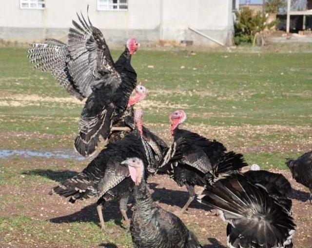 İslahiye'de Yılbaşı Hindileri Satışa Çıktı