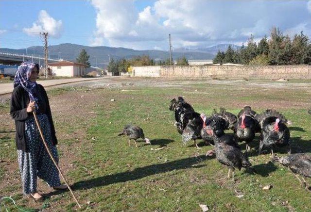 İslahiye'de Yılbaşı Hindileri Satışa Çıktı