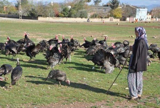 İslahiye'de Yılbaşı Hindileri Satışa Çıktı