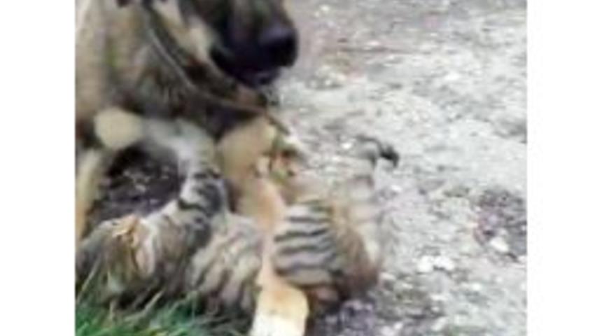 Kedi Ve Köpeğin Dostluğu İzleyenleri Şaşkına Çeviriyor