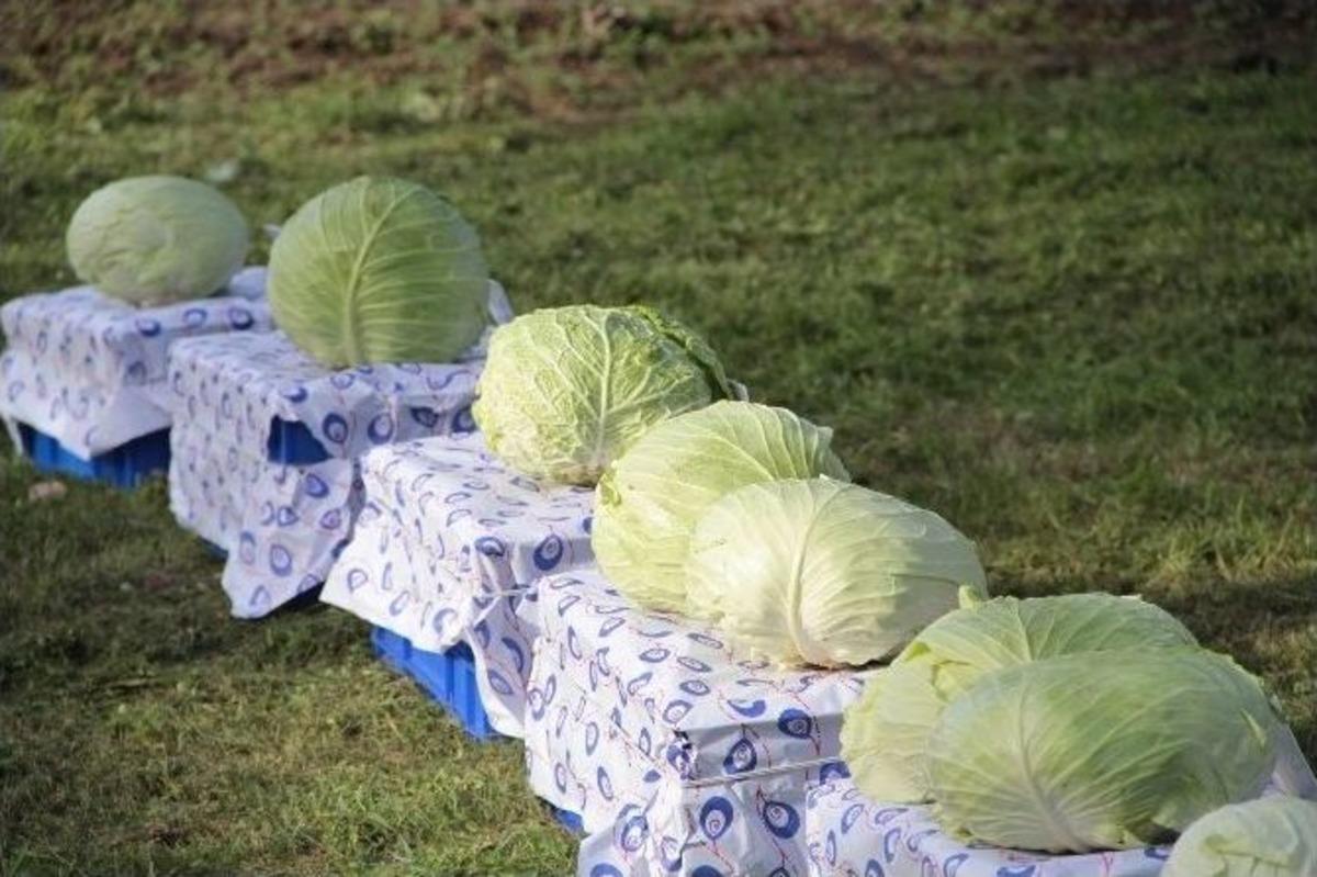 80 Milli Yeni Lahana &Ccedil;eşidi Geliştirildi