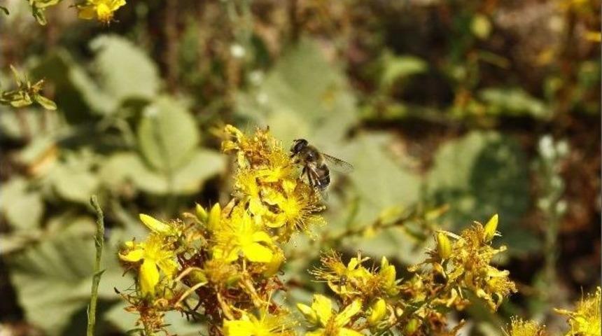 Arı Yetiştiriciliği Birliği&rsquo;nden Orman B&ouml;lge M&uuml;d&uuml;r&uuml; Ateş&rsquo;e Ziyaret