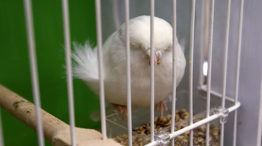 D&uuml;nya G&uuml;zeli &ldquo;ana&rdquo; Yenimahalle&rsquo;de