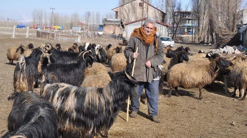 Muş&rsquo;taki Besicilerin Kış Sevinci