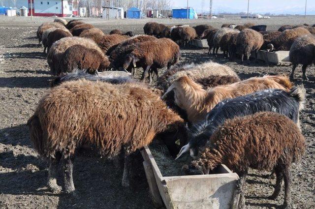 Muş’taki Besicilerin Kış Sevinci