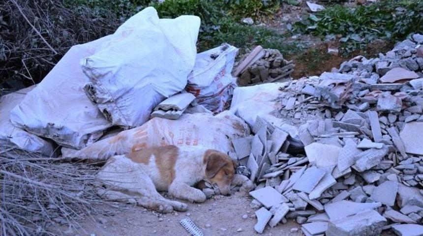 &Ccedil;&ouml;pl&uuml;kte &Ouml;l&uuml; K&ouml;pekler Bulundu
