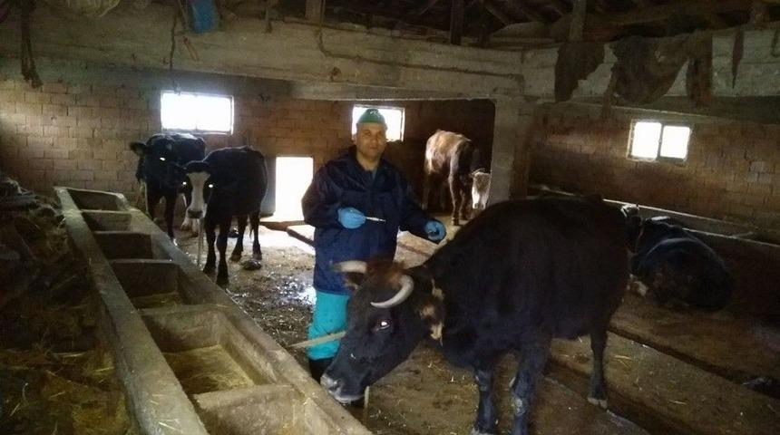 Isparta Eğirdir&rsquo;de Şap Hastalığı &Ouml;nlemi