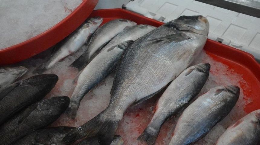 2 Kilogramlık &Ccedil;ipura 100 Tl&rsquo;den Satılıyor