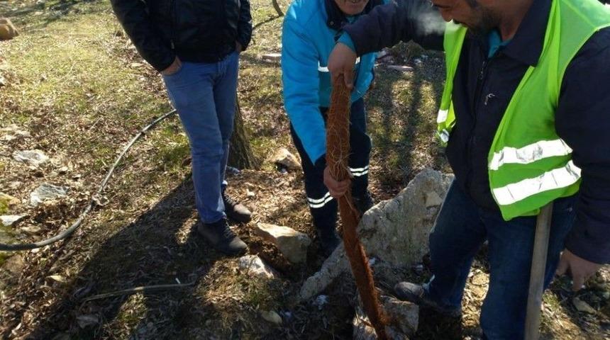 Manisa’da 5 Metrelik Ağaç Kökü Görenleri Şaşırttı