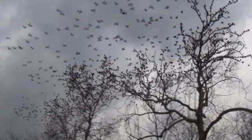 (&ouml;zel) Taksim&rsquo;de Sığırcık Kuşlarının Dansı B&uuml;y&uuml;ledi