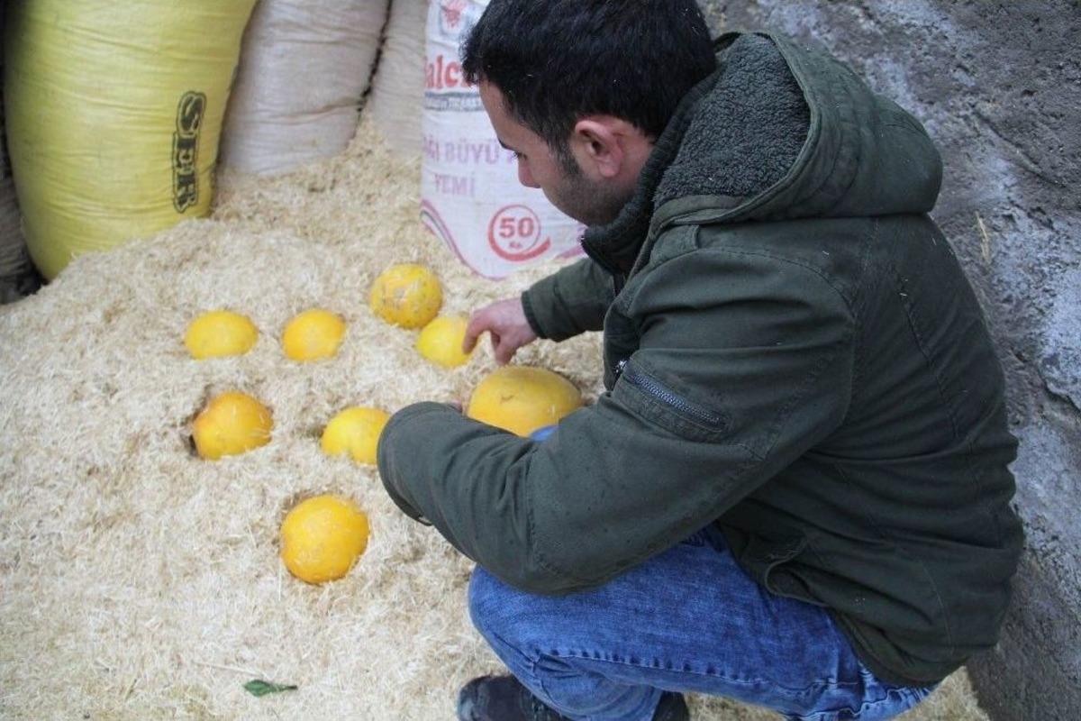 Kavunu Samanda Saklayıp Kışın T&uuml;ketiyorlar