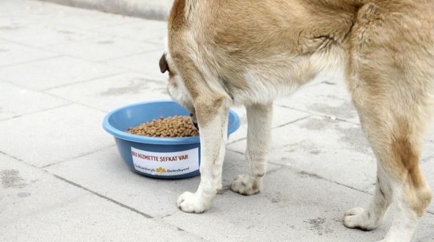 Sultanbeyli&rsquo;de Sokak Hayvanlarına 16 Noktada Beslenme Desteği