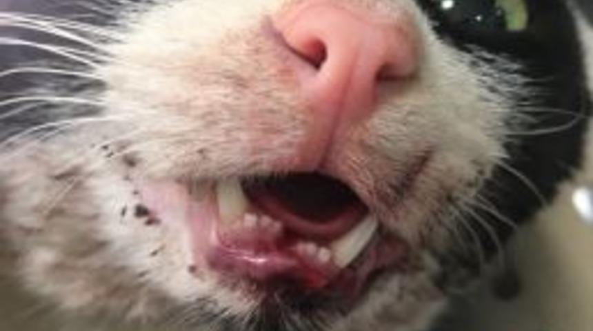 Konyaaltı Belediyesi’nden Kediye Şefkat Eli