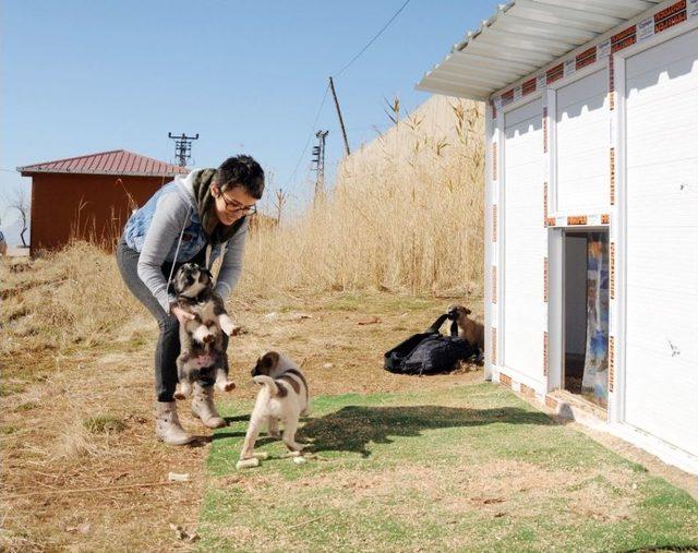 Şırnak’ta Görev Yapan Doktor Kendi İmkanlarıyla Sokak Hayvanlarına Bakıyor