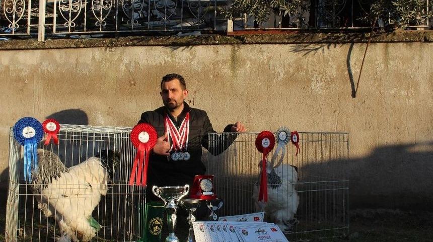 7 Yılın Sonunda Şampiyon Horoz Yetiştirdi