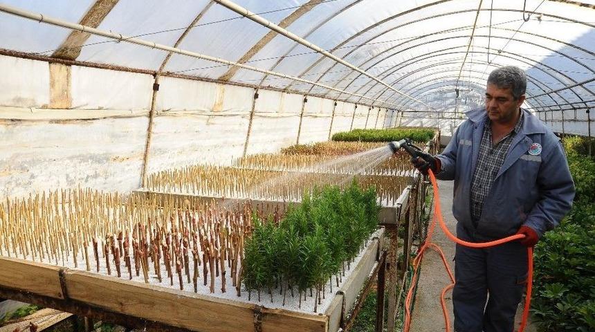 Kepez 2017&rsquo;de 100 Bin S&uuml;s Bitkisi &Uuml;retti