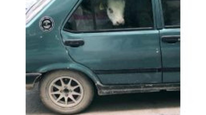 Otomobilin Arka Koltuğuna İnek Yavrusu Bindirdi