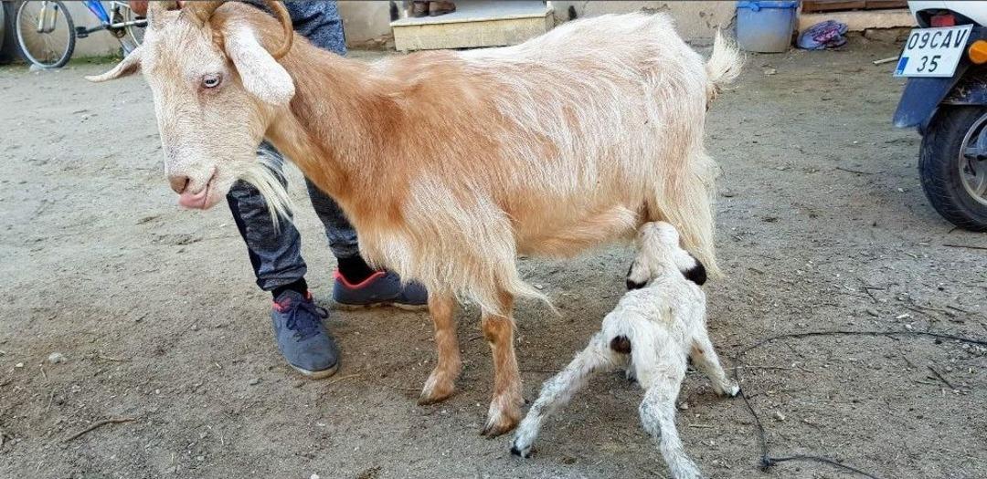 S&uuml;t Yetmeyen D&ouml;rd&uuml;z Kuzulara Ke&ccedil;i Annelik Yapıyor