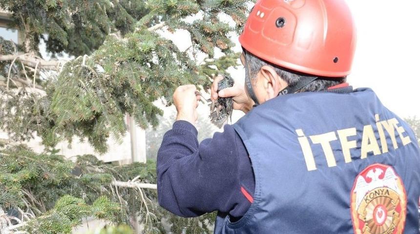 Ayağına İp Dolanan Kuşu İtfaiye Kurtardı