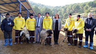 Sakız Koçları Yetiştiriciye Dağıtıldı