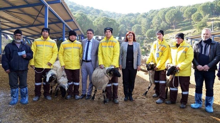 Sakız Koçları Yetiştiriciye Dağıtıldı