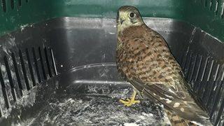 Yaralı Atmaca Koruma Altına Alındı