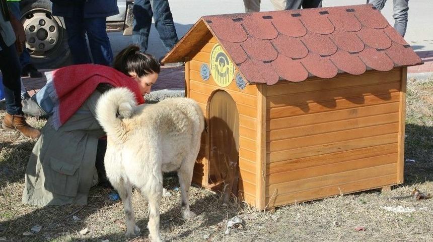 Odunpazarı&rsquo;nda Sokaktaki Canlar Evsiz Kalmadı