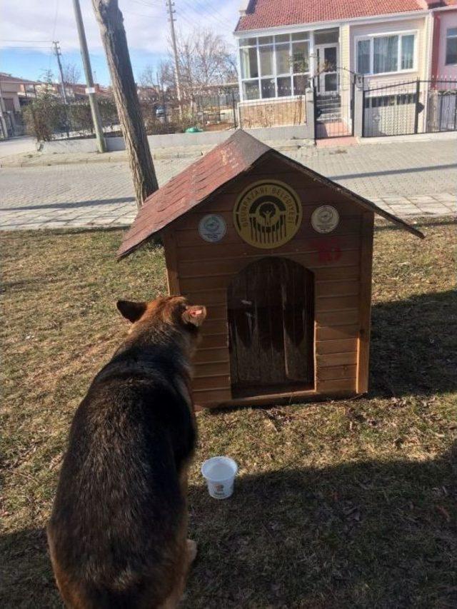 Odunpazarı’nda Sokaktaki Canlar Evsiz Kalmadı