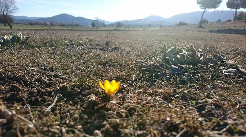 Baharın Habercisi &Ccedil;iğdemler A&ccedil;tı