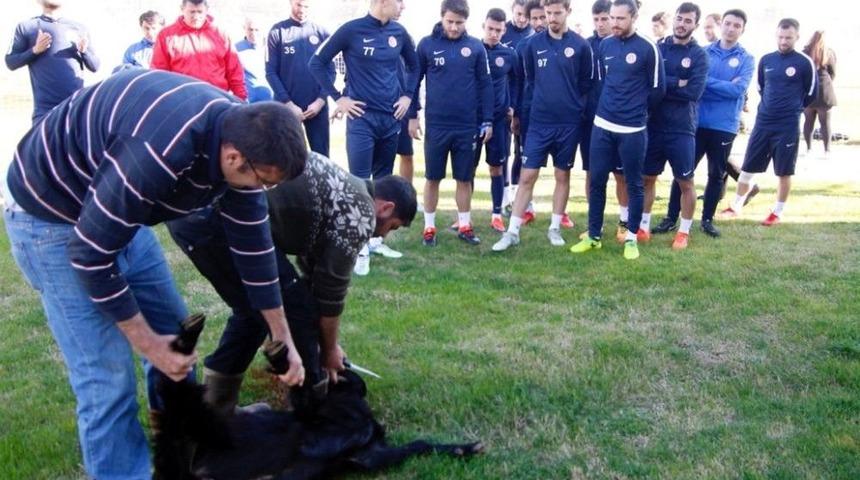 Antalyaspor, K&ouml;t&uuml; Gidişat İ&ccedil;in Kurban Kesti