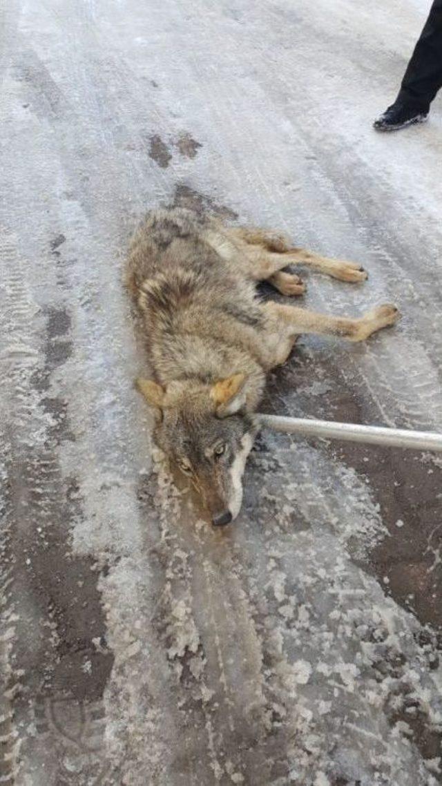 Kars’ta Aç Kalan Kurt Şehir Merkezine İndi