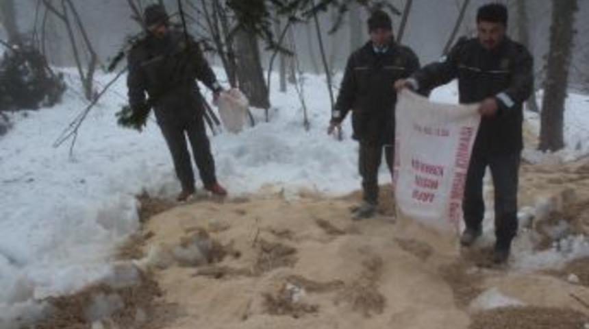 Doğaya 8 Ton Yem Bırakıldı